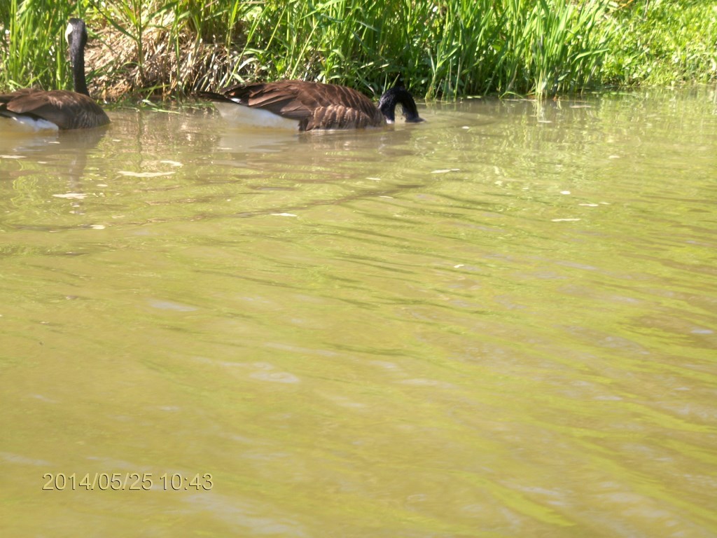 Christopher Greaves Rouge River_HPIM7290.JPG